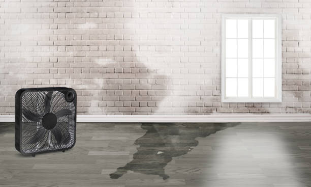 Trusted Ava, MO Water damage restoration Experts